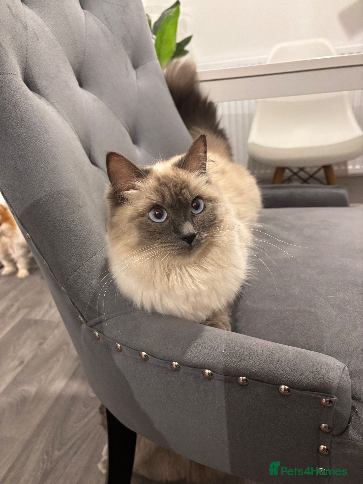Ragdoll cats Blue mitted, large-sized line Ragdolls for sale - Advert 2