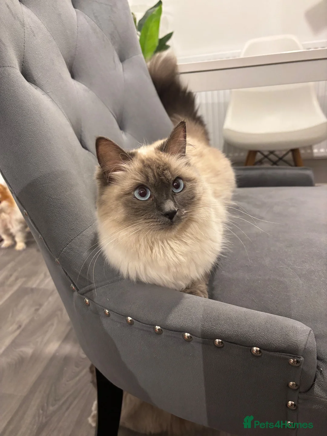Ragdoll cats for sale: Blue mitted, large-sized line Ragdolls for sale in Gloucester - Advert 2