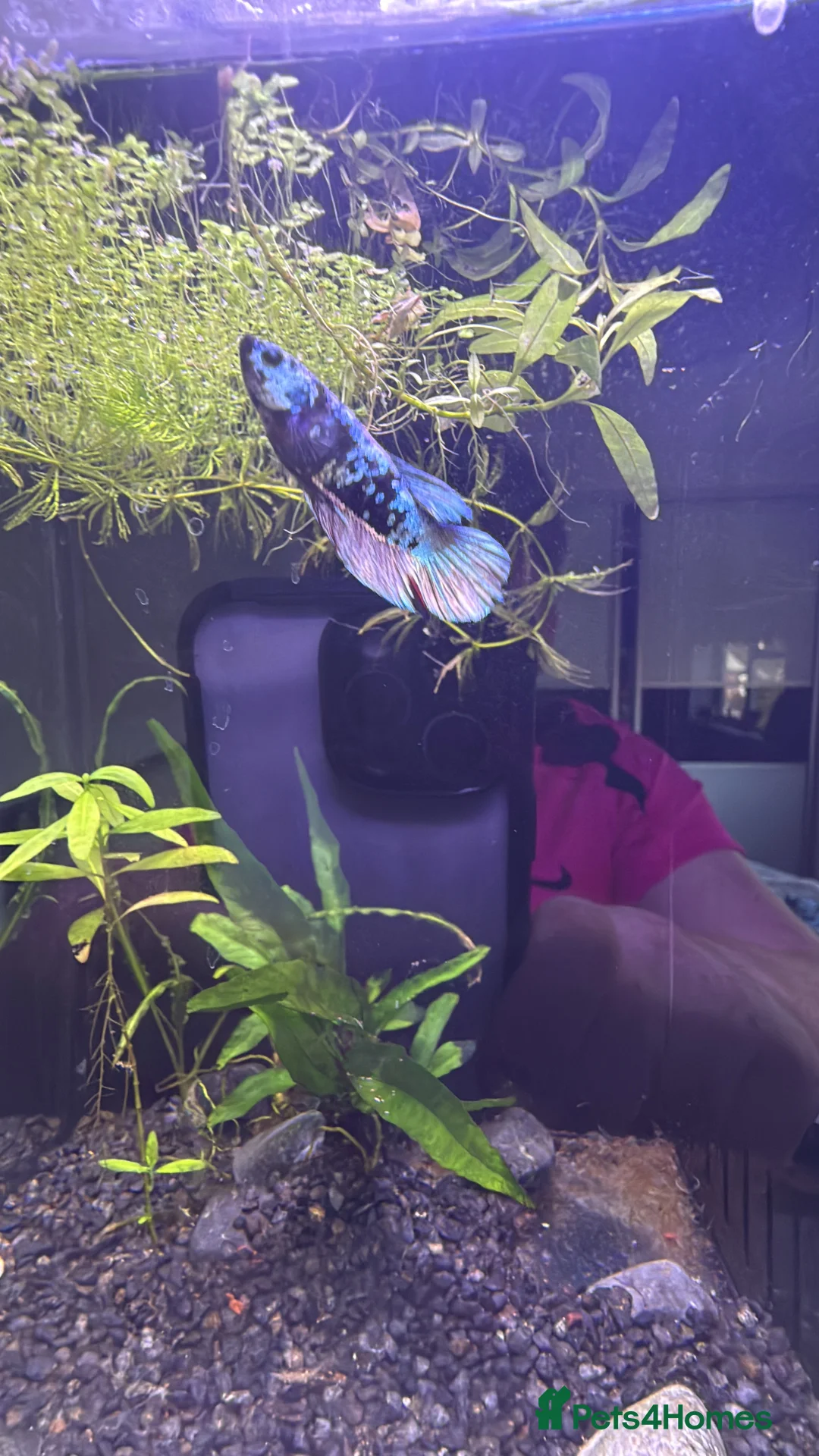 Bettas fish for sale: Bettas for sale  in Brighton - Advert 1