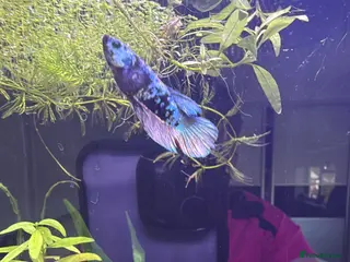 Bettas fish Bettas for sale - Advert 2