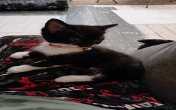 Mixed Breed cats for sale: Female kitten - Image 25
