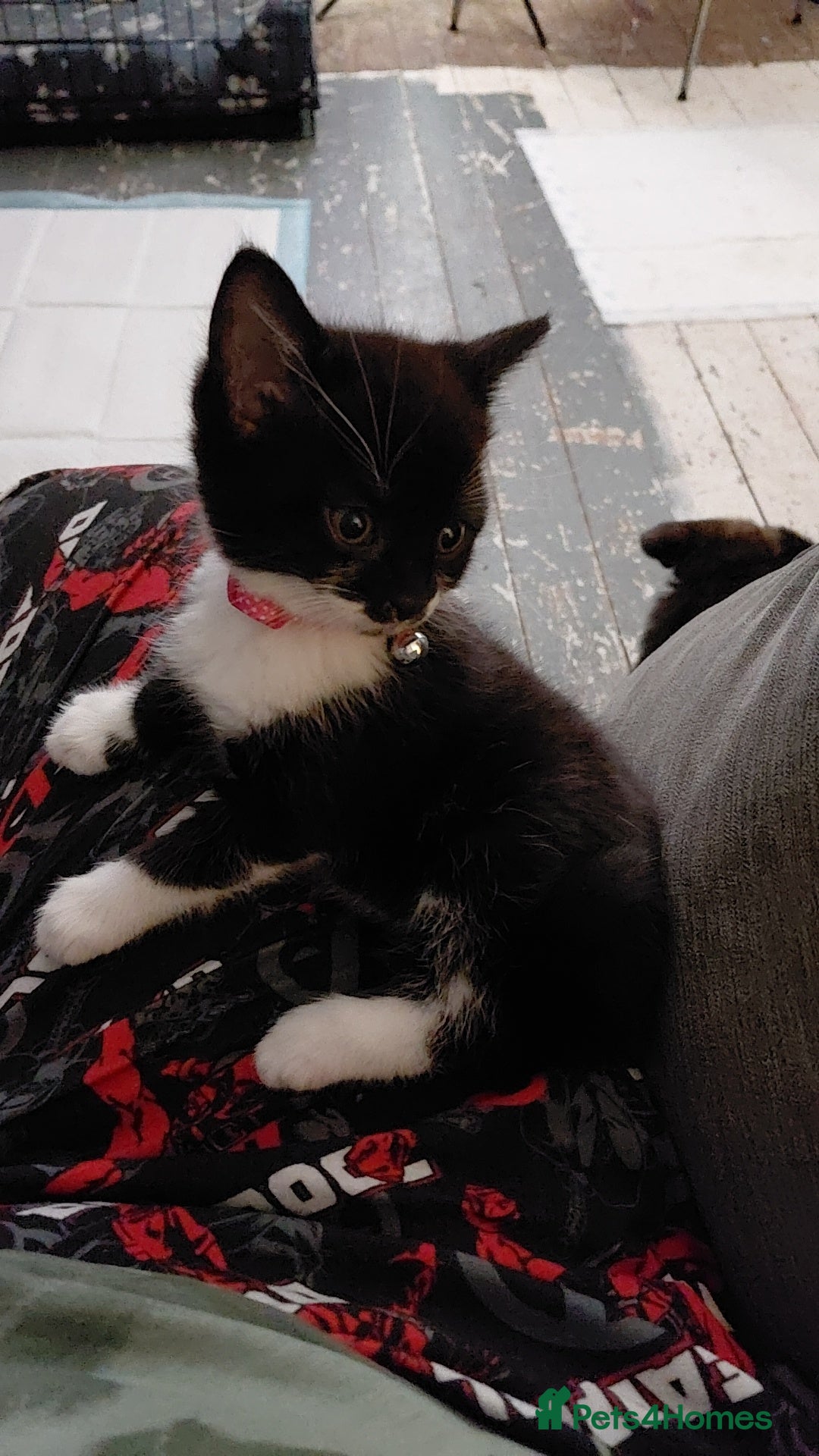 Mixed Breed cats for sale: Female kitten - Image 25