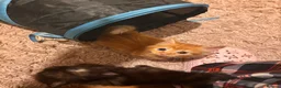 Mixed Breed cats for sale: Beautiful kittens - Advert 4