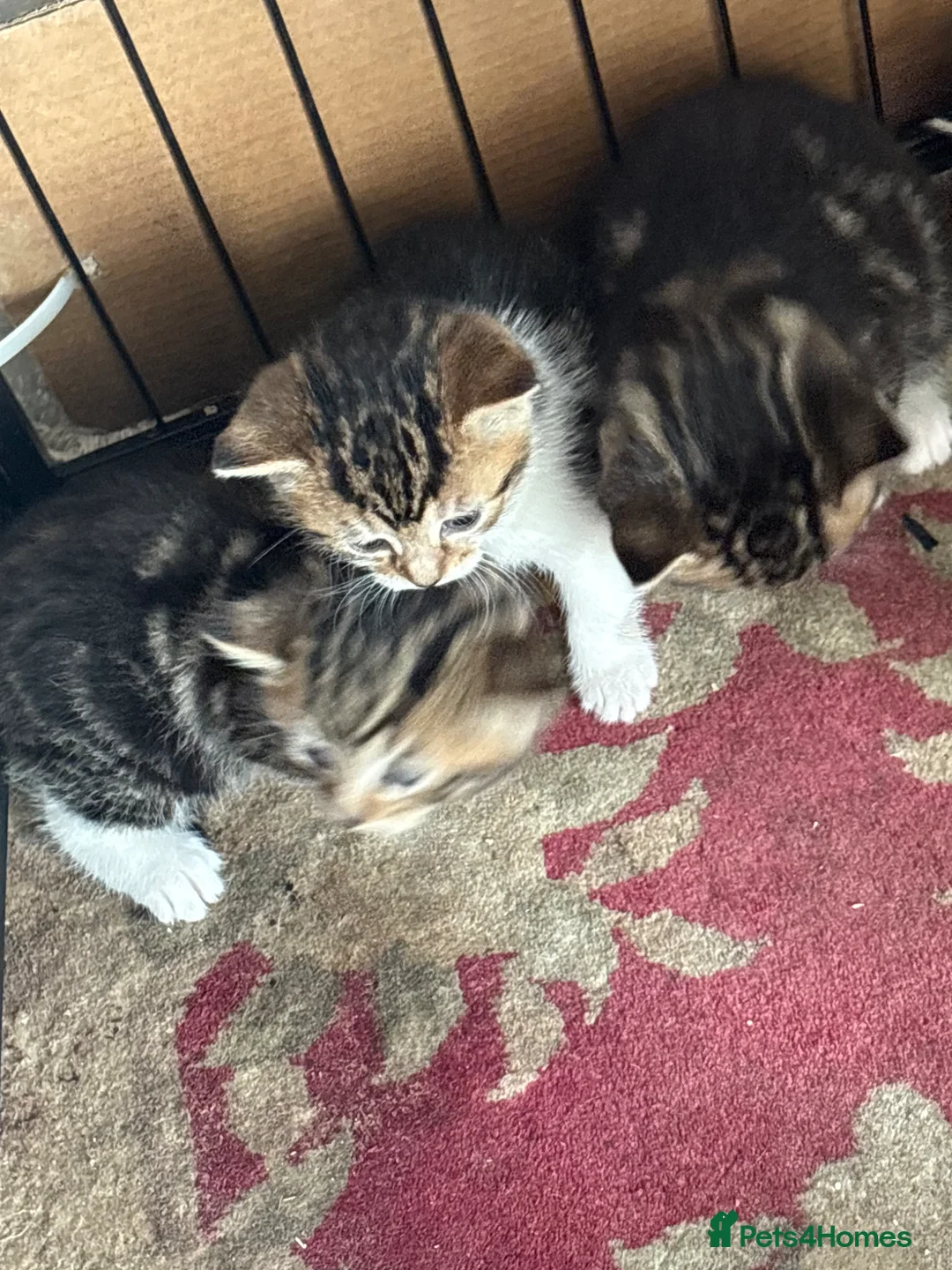 Mixed Breed cats for sale: Half bengal and half tabby - Advert 7