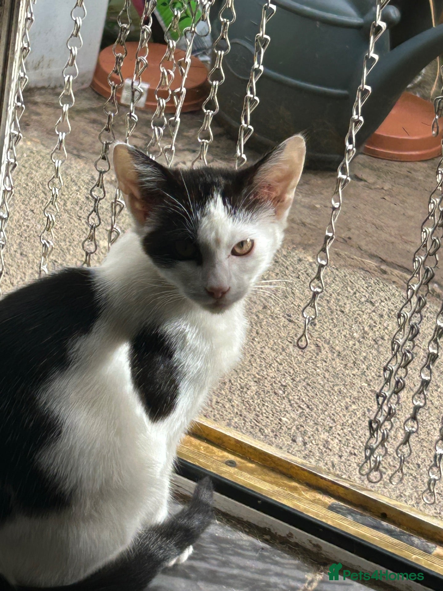 Mixed Breed cats Kittens - Advert 4