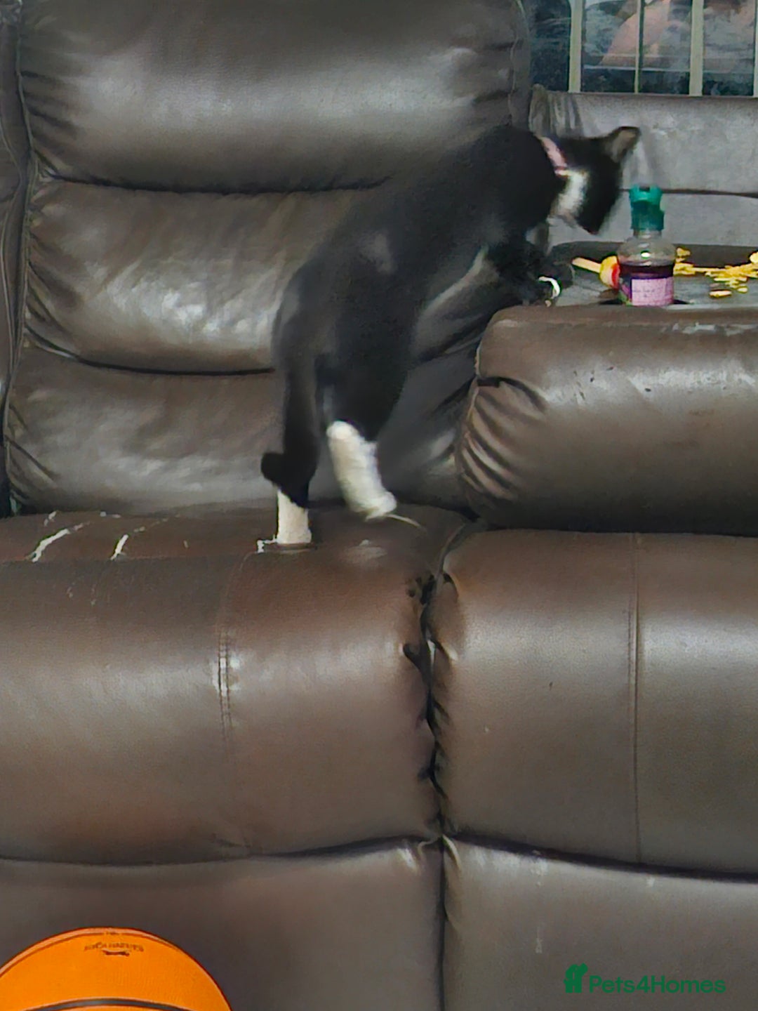 Mixed Breed cats for sale: Female kitten  - Advert 2