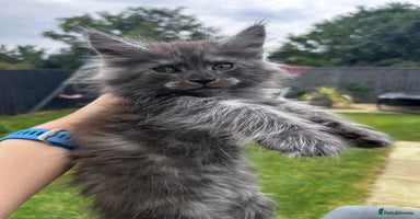 Maine Coon cats - Advert 8