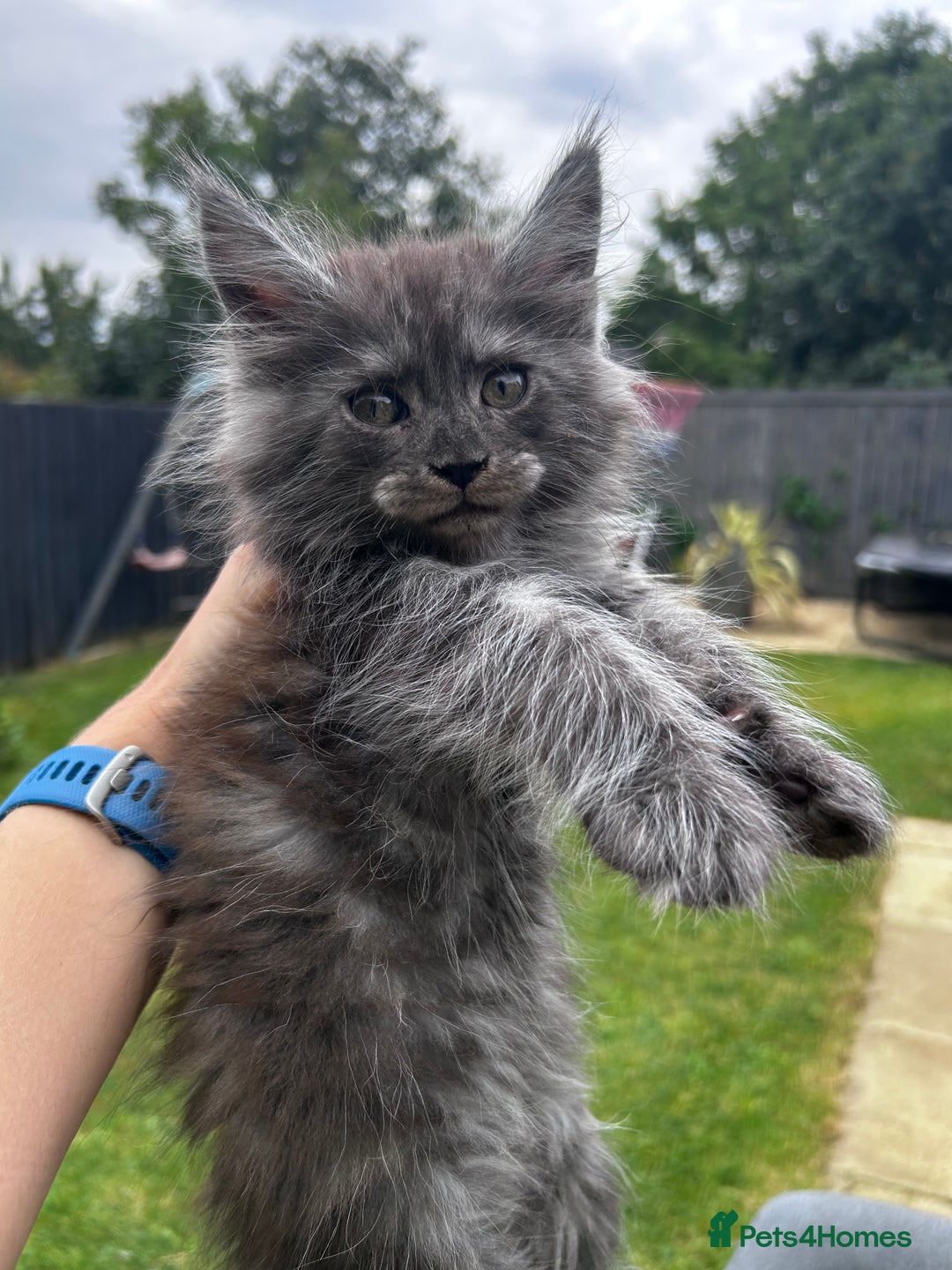 Maine Coon cats for sale: Maine coon kittens  - Image 2