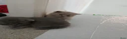 British Shorthair cats for sale: British shorthair kittens  - Advert 1