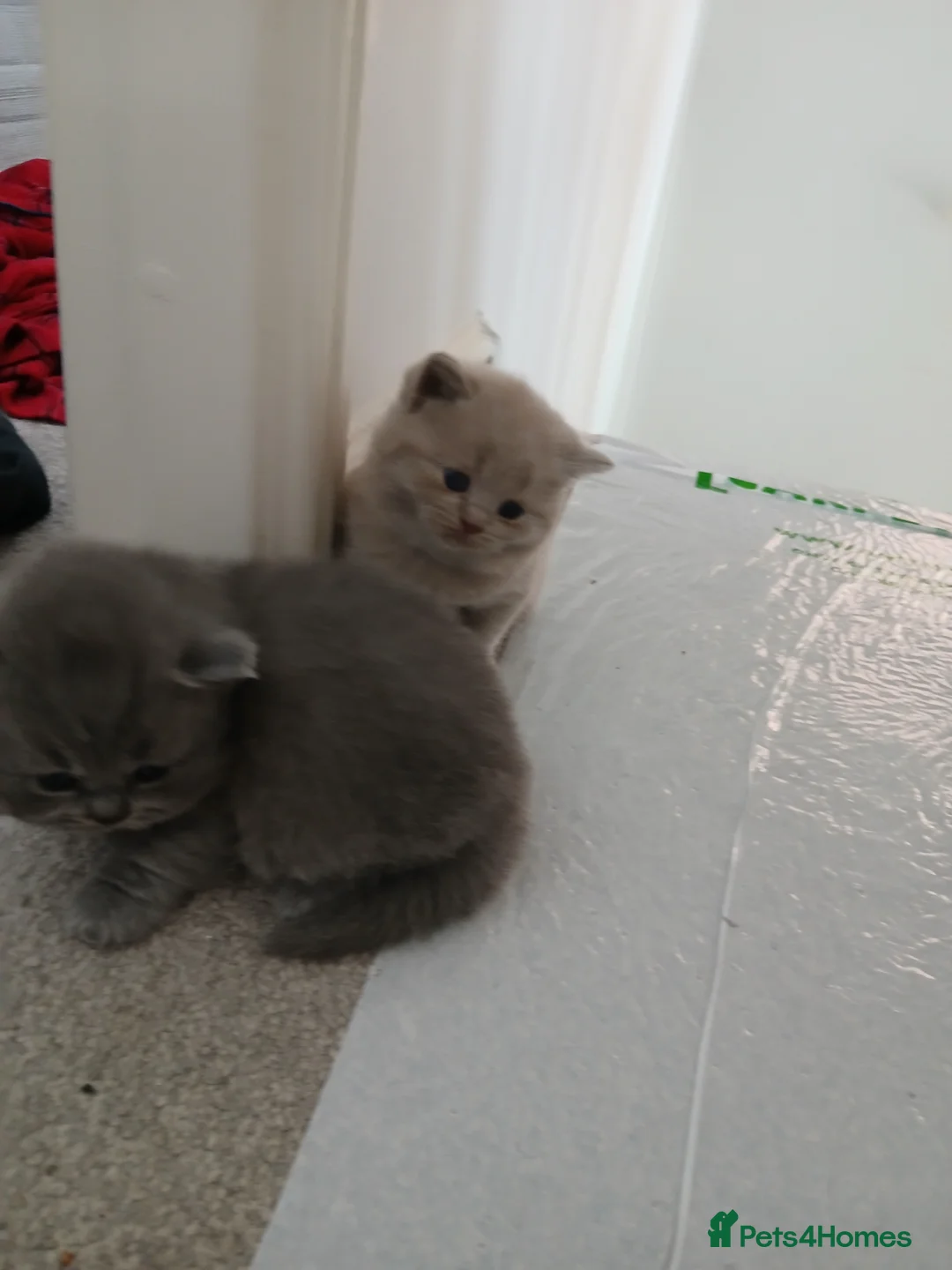 British Shorthair cats for sale: British shorthair kittens  - Advert 1