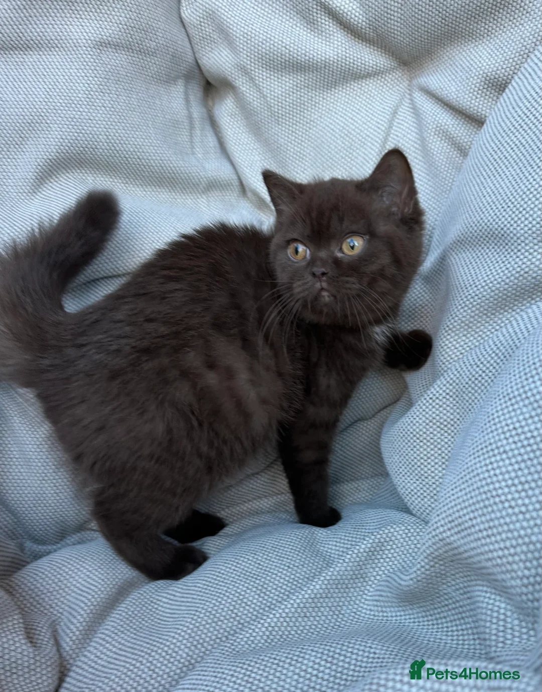 British Shorthair cats for sale: British Shorthair Chunky Chocolate Kittens🐻 - Advert 17