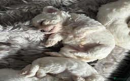 Bichon Frise dogs for sale: Pure Bred Bichon Frise Pups *REDUCED*  2 boys left - Image 6