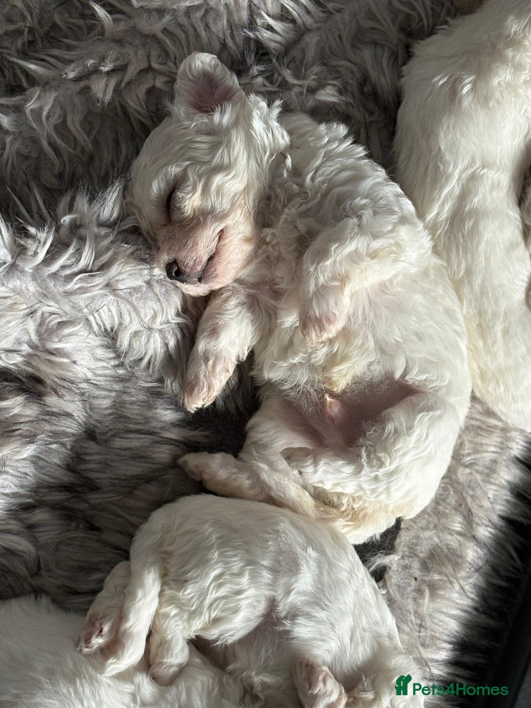 Bichon Frise dogs for sale: Pure Bred Bichon Frise Pups *REDUCED*  2 boys left - Image 6