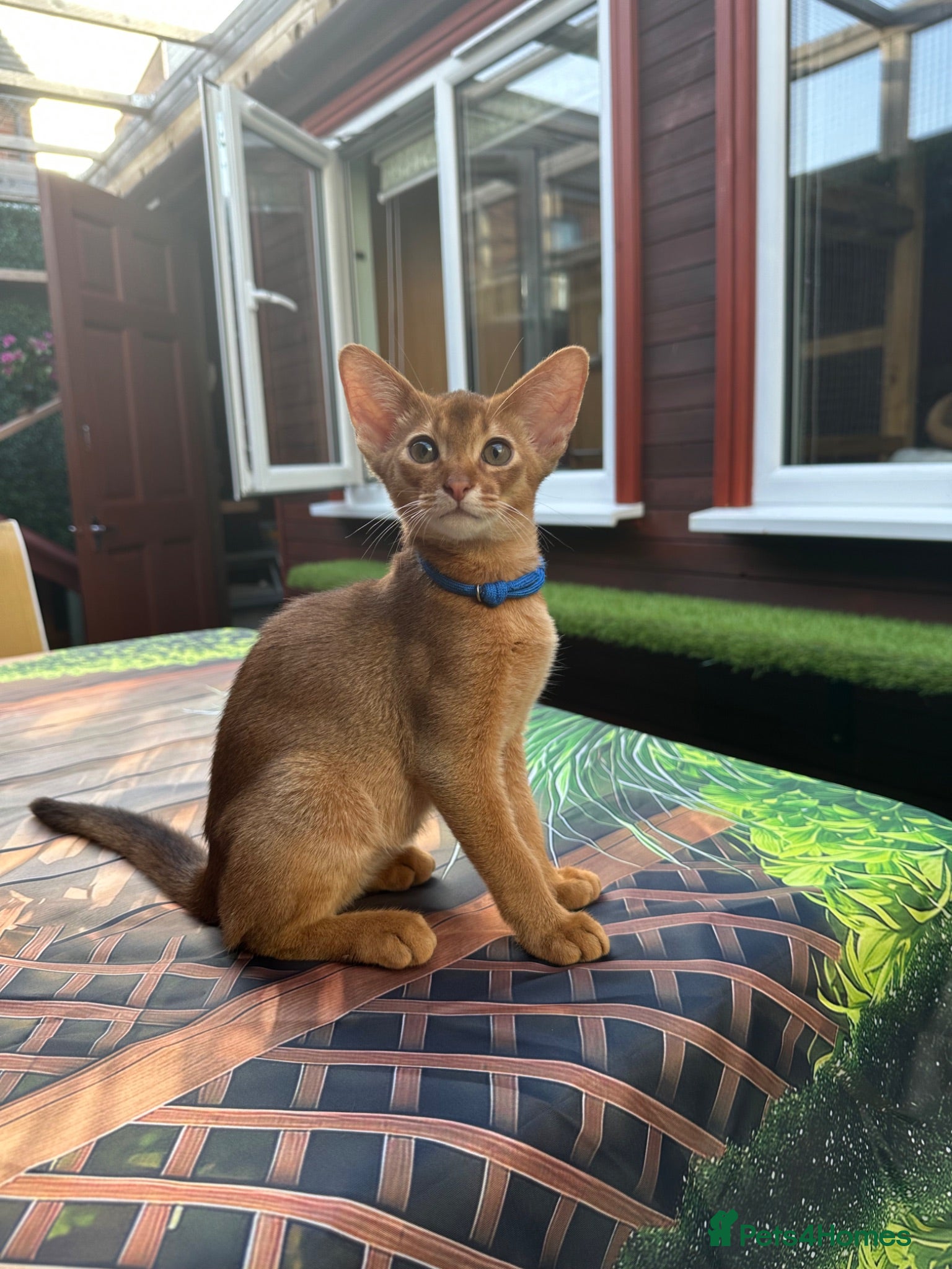 Abyssinian cats Abyssinian kittens  - Advert 11