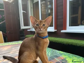 Abyssinian cats Abyssinian kittens - Advert 11