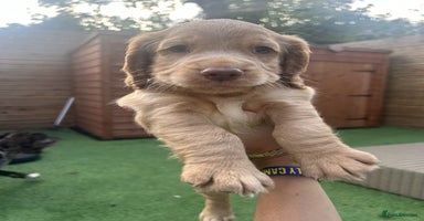 Cocker Spaniel dogs - Advert 8