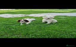 Sproodle dogs for sale: F1 Miniature Sproodles from Health Tested Parents. - Image 21