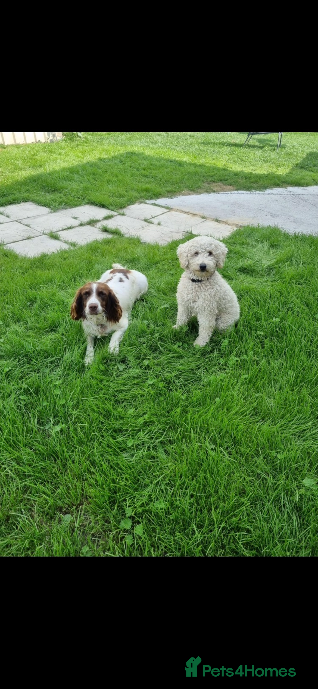 Sproodle dogs for sale: F1 Miniature Sproodles from Health Tested Parents. - Image 21