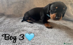 Dachshund dogs for sale: 3 boy dachshunds for sale - Image 2