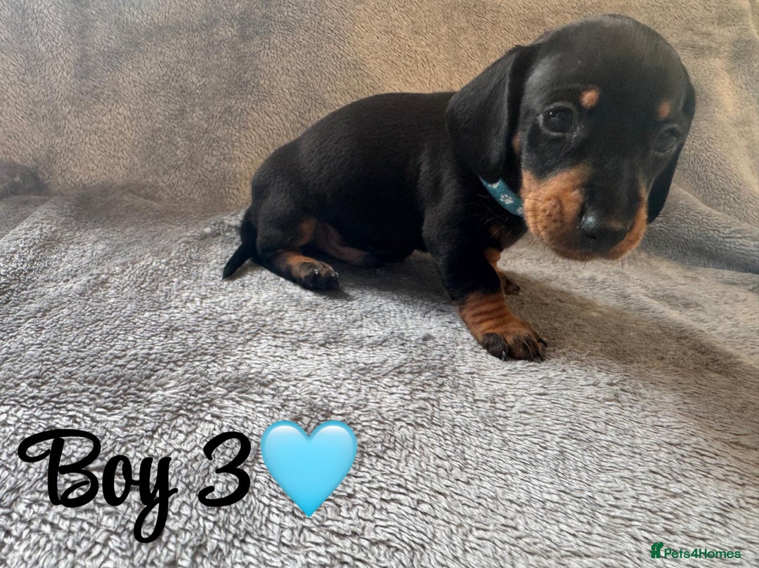 Dachshund dogs for sale: 3 boy dachshunds for sale - Image 2
