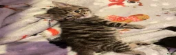 Domestic Shorthair cats for sale: 4 black 1 tabby  - Advert 5