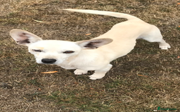 Chihuahua dogs for adoption: Brave little Peanut - Image 3