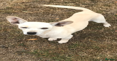 Chihuahua dogs - Advert 3