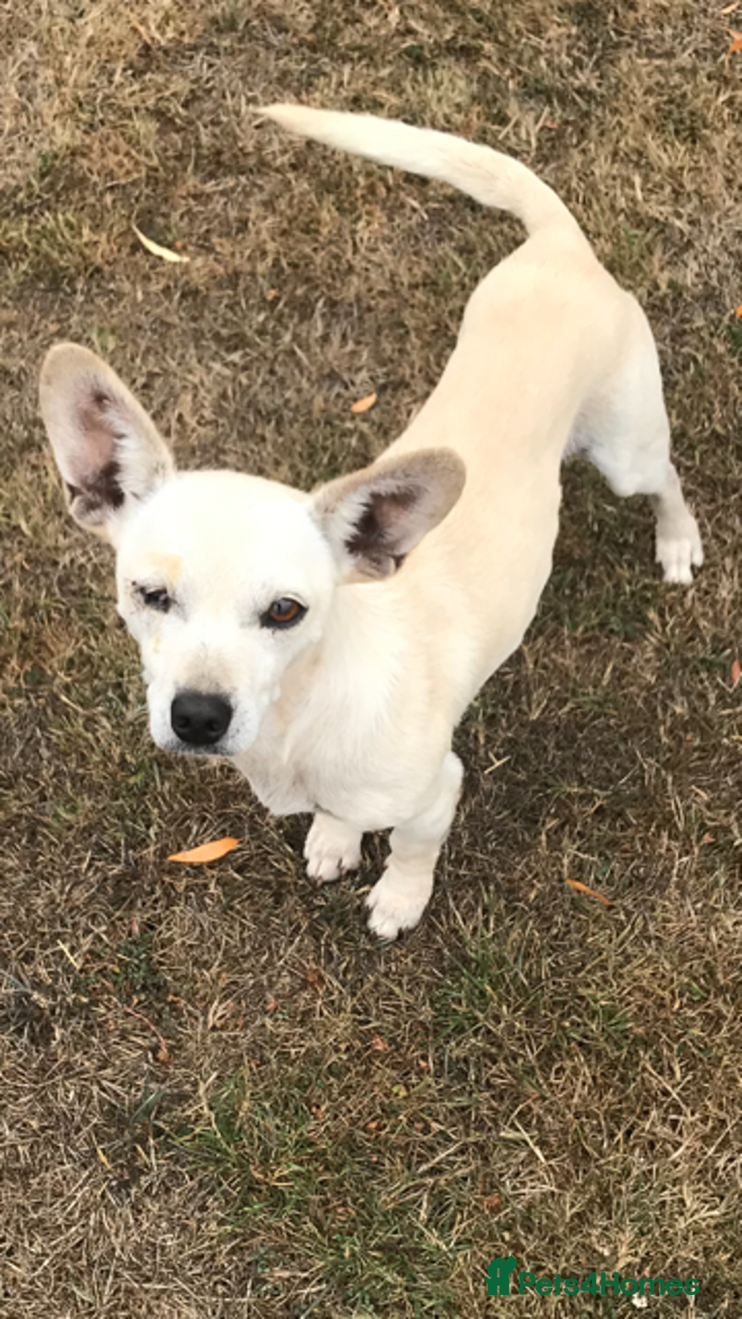 Chihuahua dogs for adoption: Brave little Peanut - Image 3