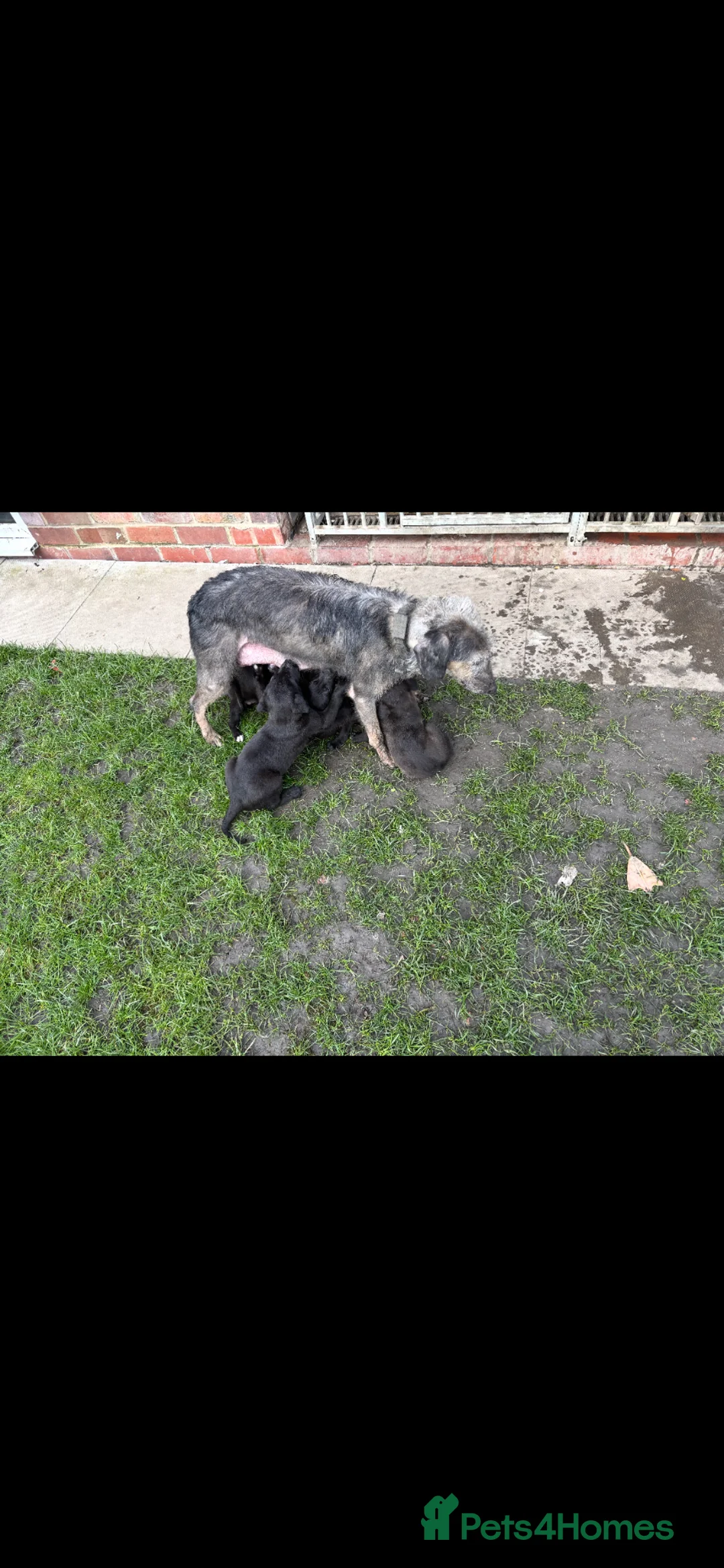 Mixed Breed dogs for sale: 3/4greyhound1/4 bedlington - Advert 6