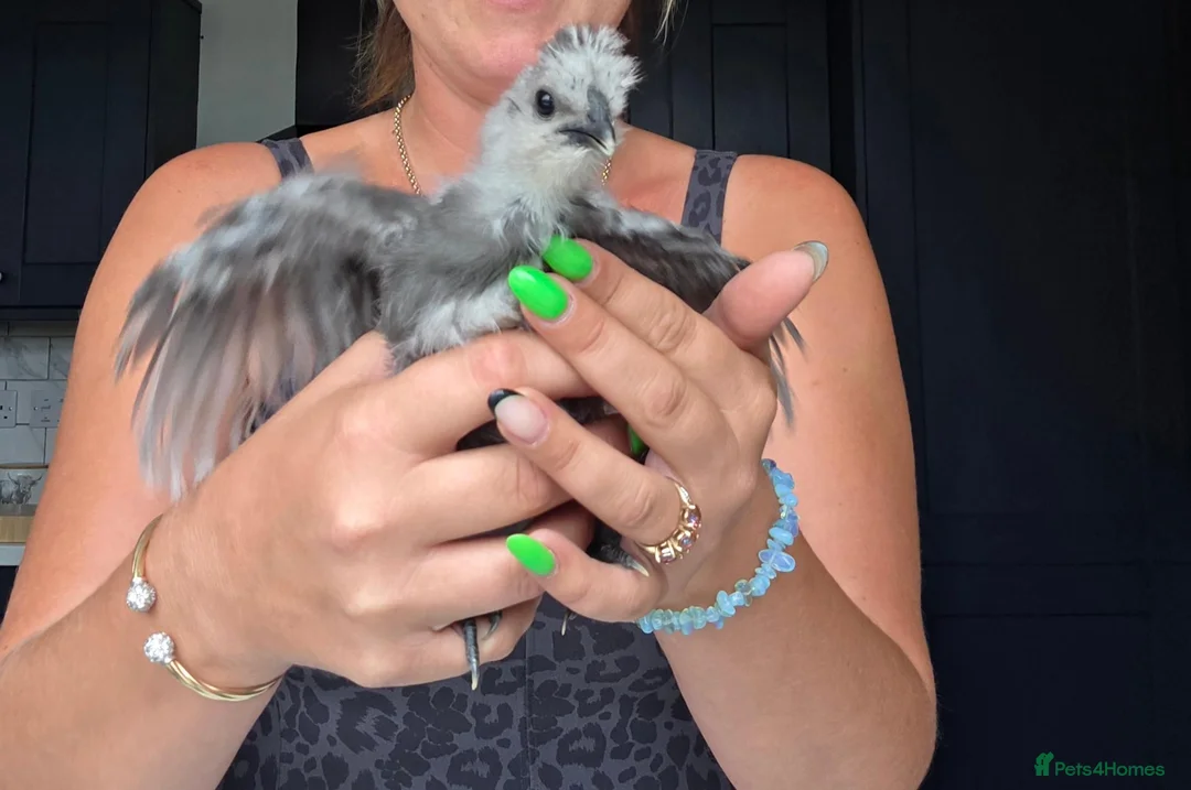 Chickens poultry for sale: Silkie - Advert 4