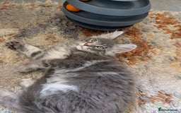 Maine Coon cats for sale: Maine Coon Kittens GCCF - Image 32