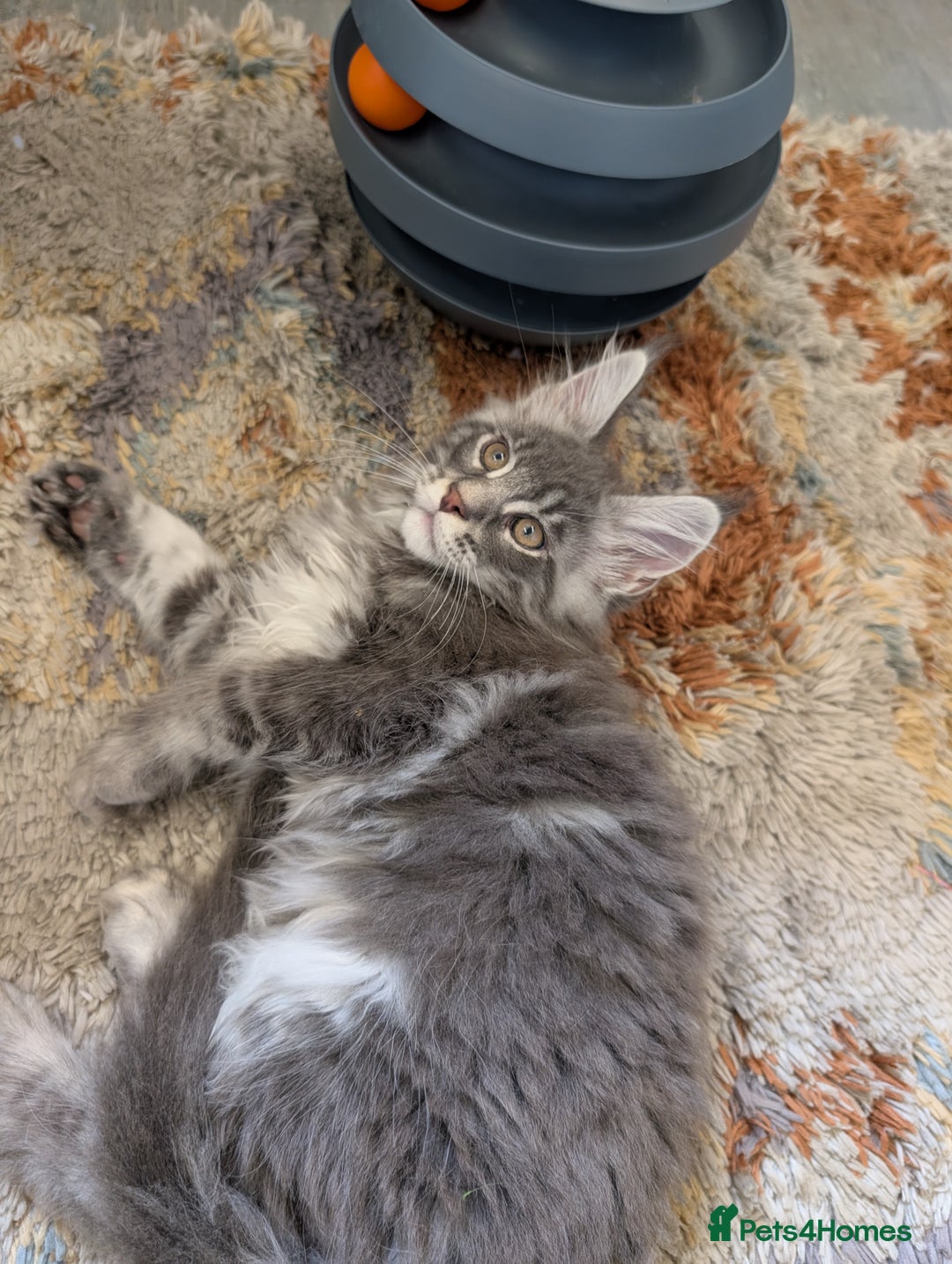 Maine Coon cats for sale: Maine Coon Kittens GCCF - Image 32