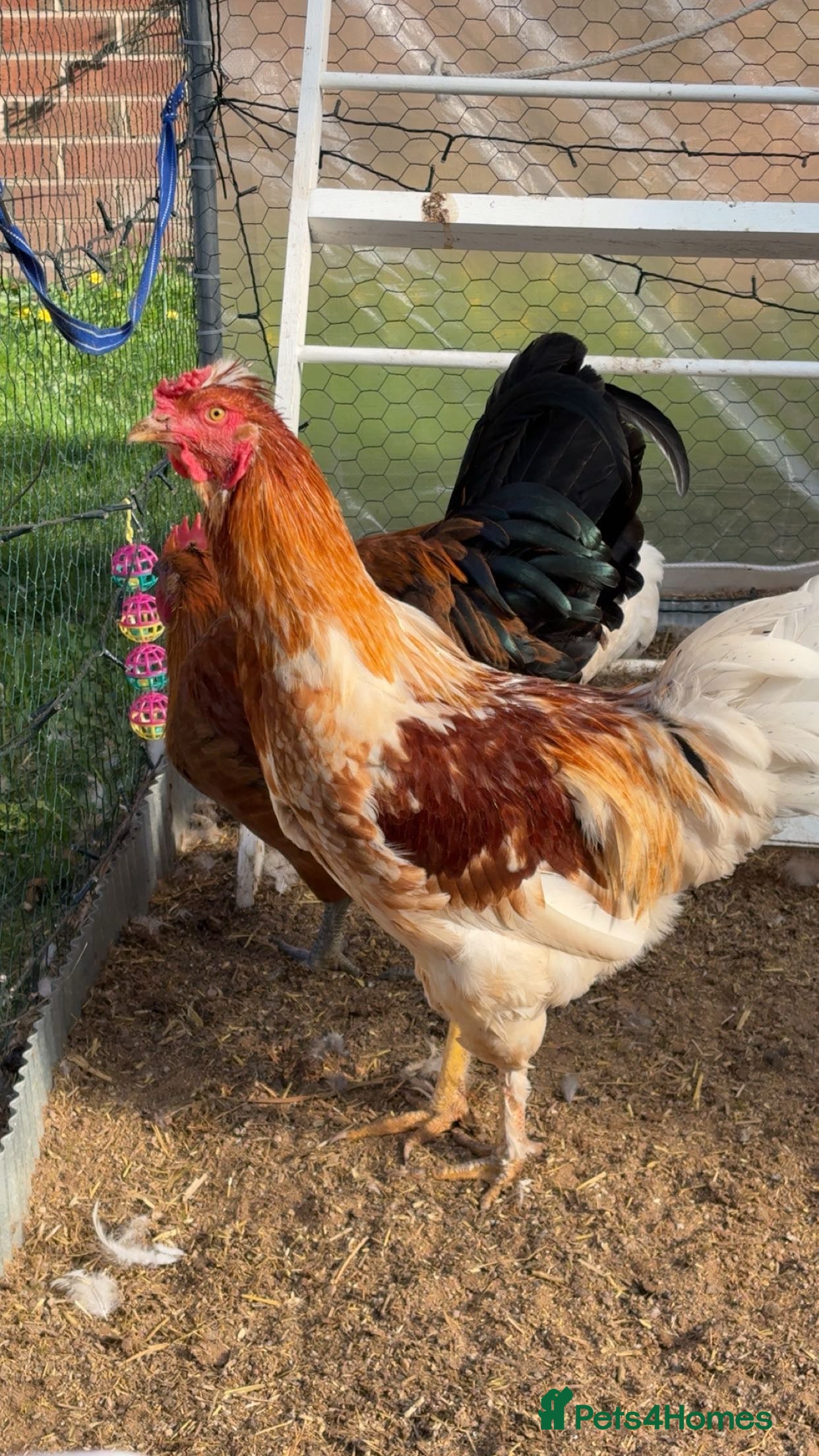 Chickens poultry friendly rooster  - Advert 2