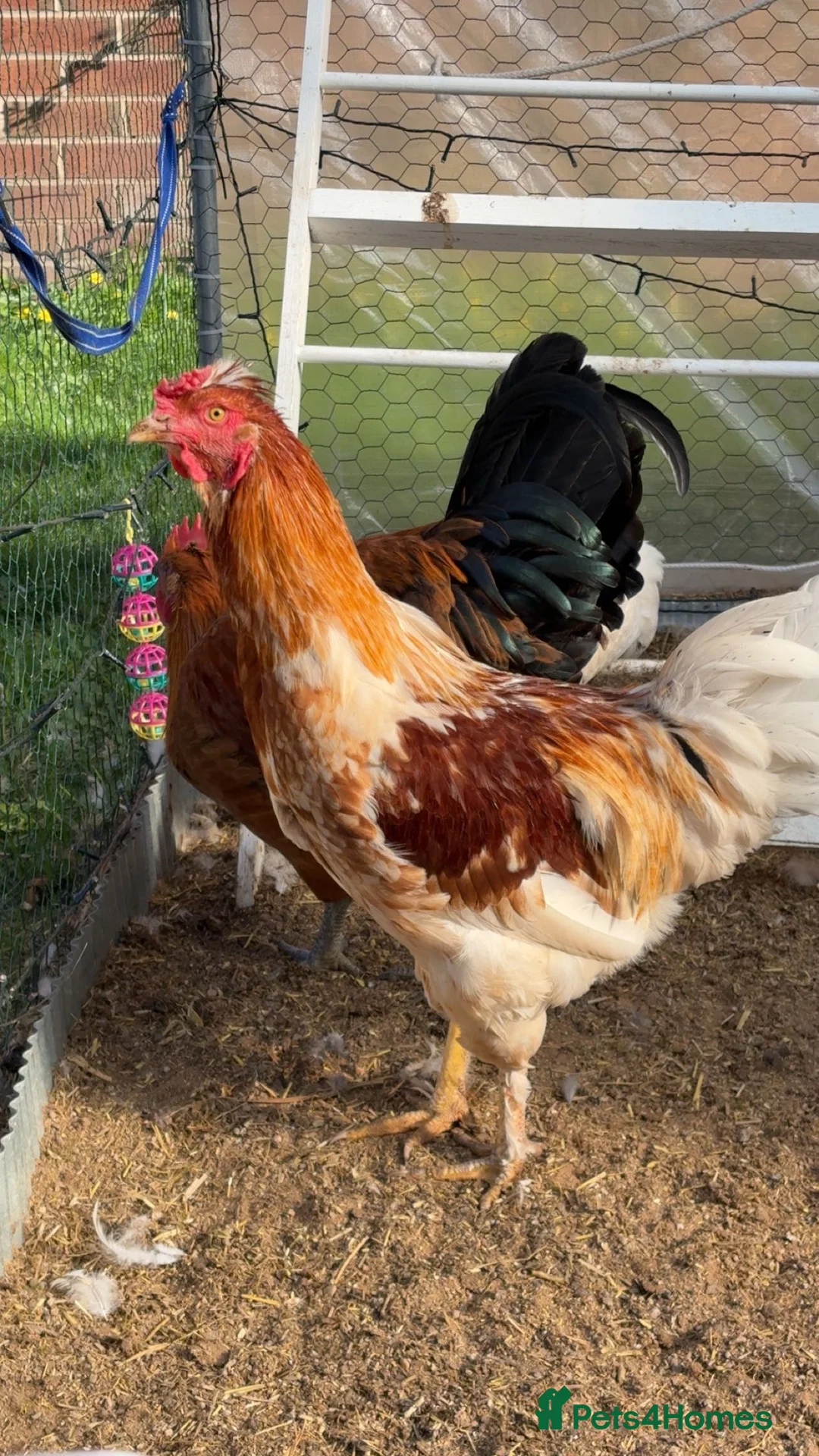 Chickens poultry for sale: friendly rooster  - Advert 2