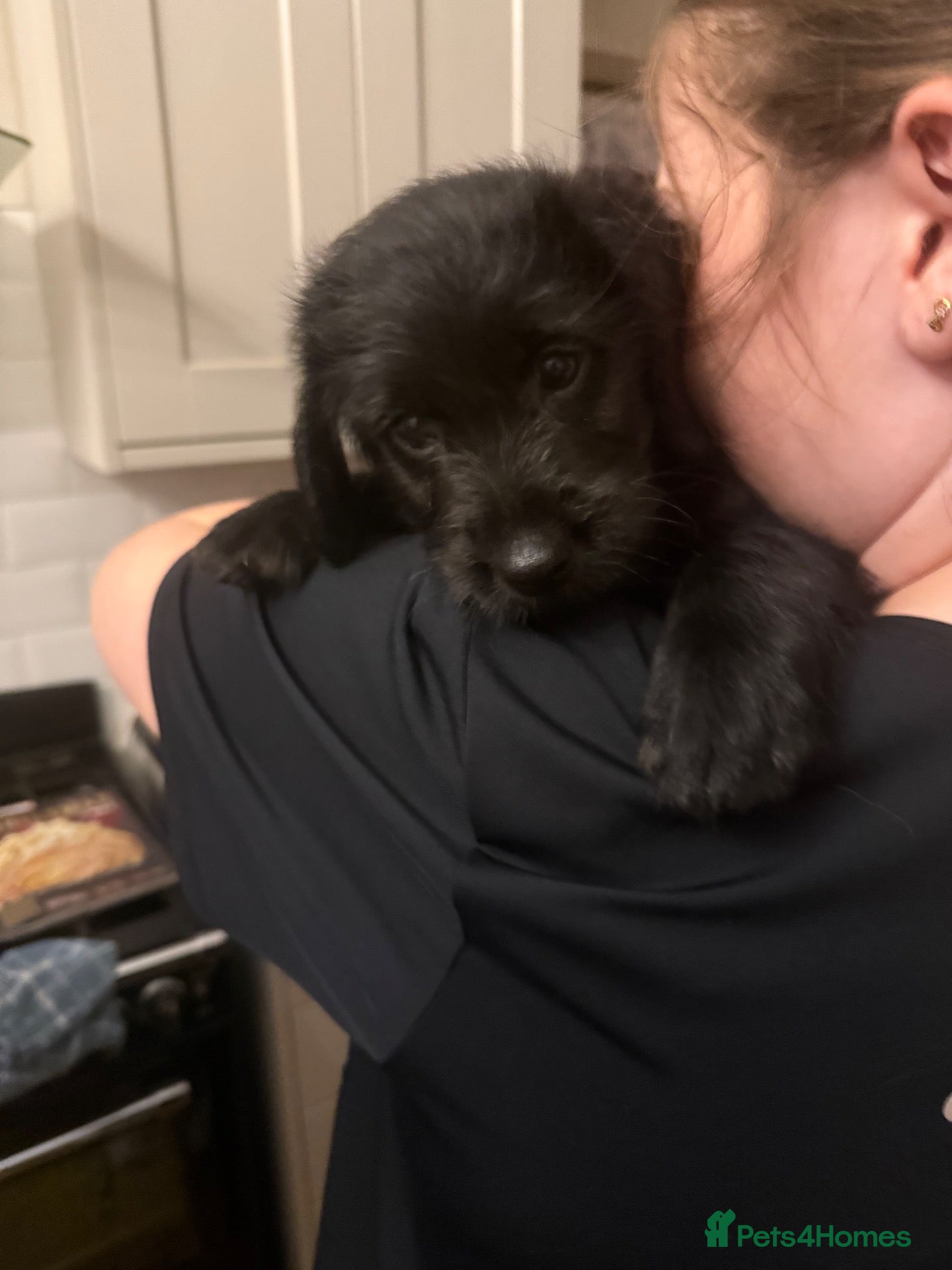 Labradoodle dogs Last Stunning Mini Labradoodle girl - Advert 2