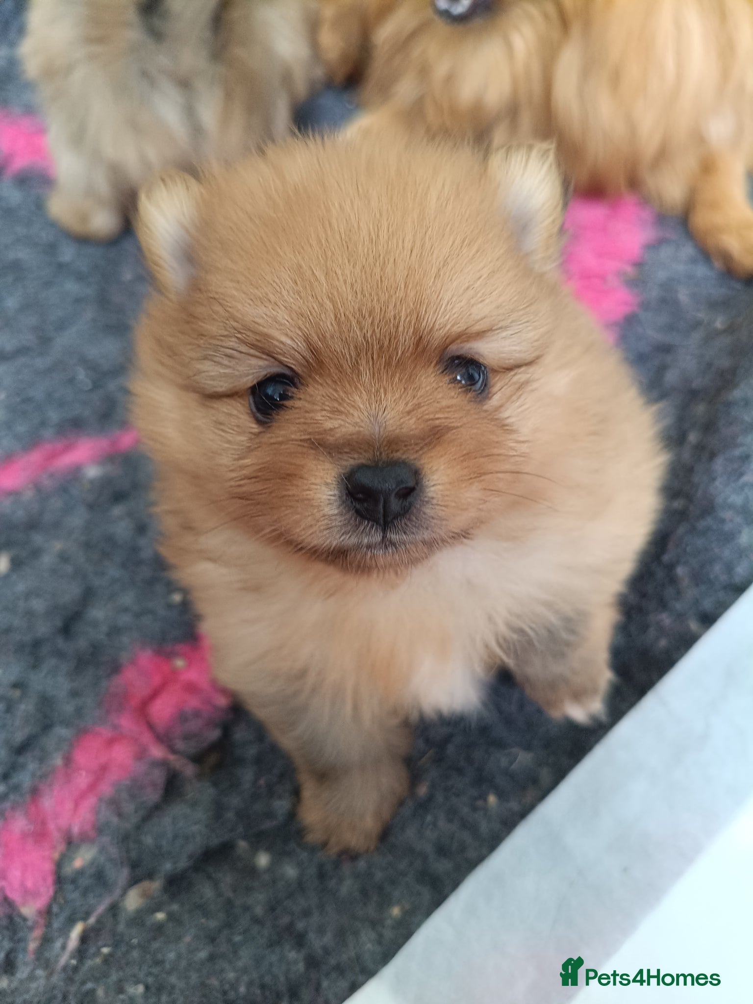 Pomeranian dogs Absolutely stunning pups  - Advert 1
