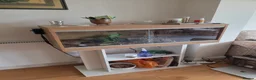 Leopard Gecko reptiles for sale: Leopard Gecko Giveaway - looking for a new home in West Drayton - Advert 4