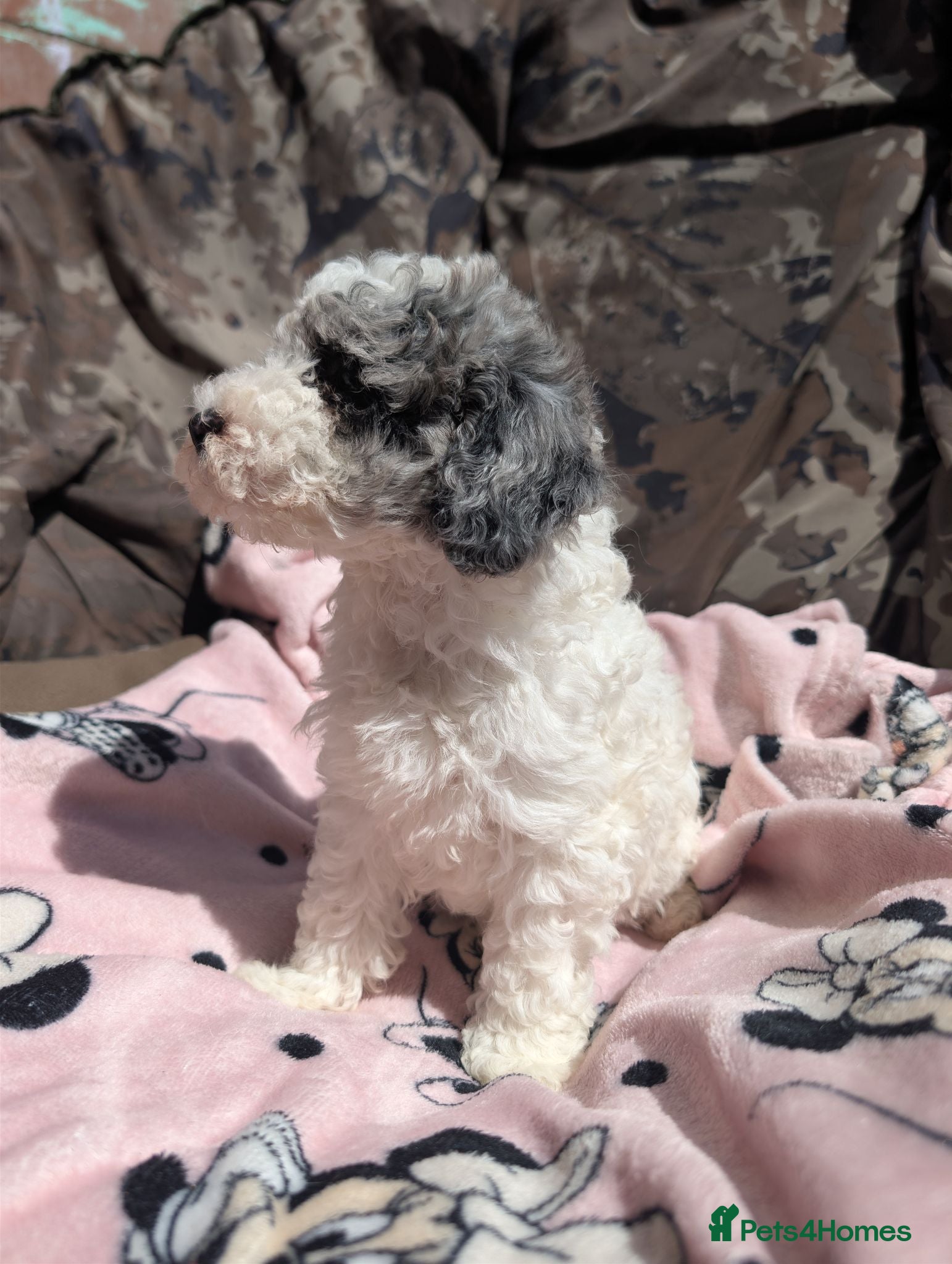 Miniature Poodle dogs Ready now! Last boy available  - Advert 1