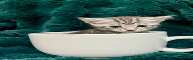 Maine Coon Kitten 1