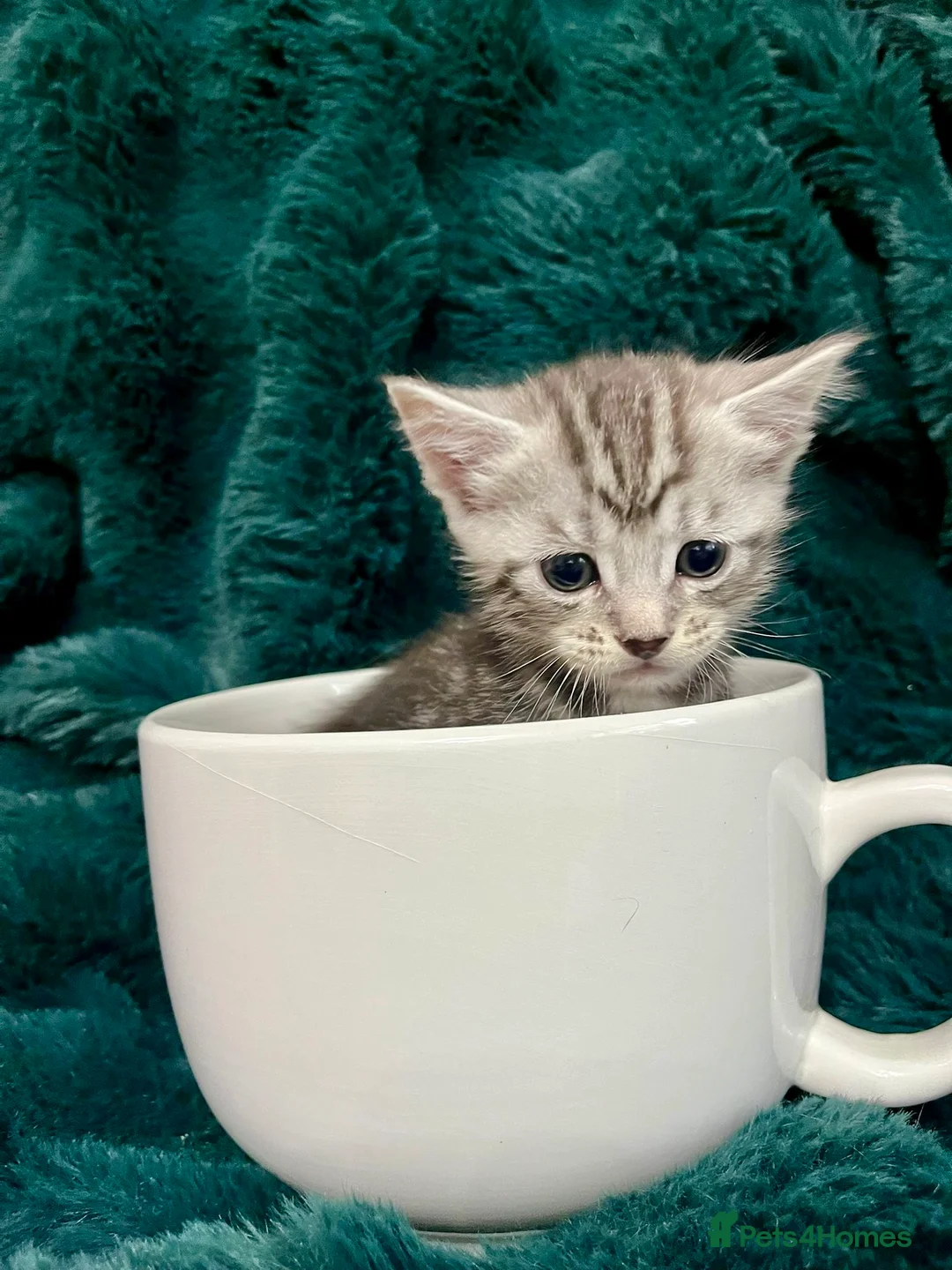 Maine Coon cats for sale: Last 2 kittens available  - Advert 3