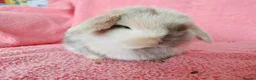 Mini Lop rabbits for sale: Baby mini lops for sale  - Advert 4