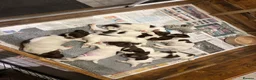 English Springer Spaniel dogs for sale: Working English springer puppies - Advert 4