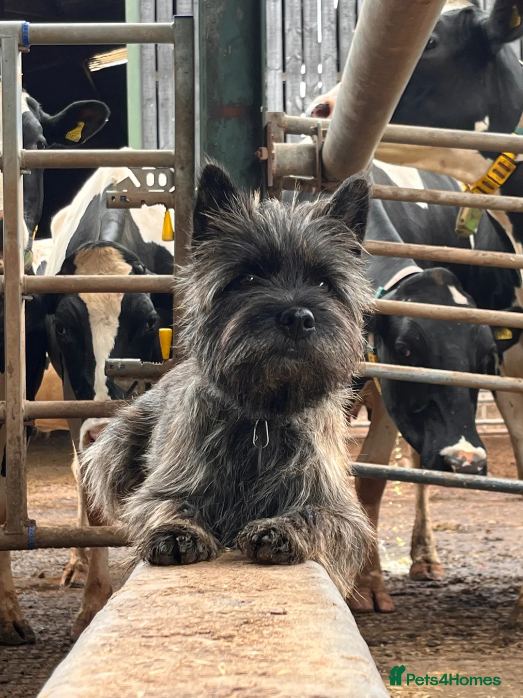 Cairn Terrier dogs for sale: 6 Carin terrier puppies 3 boys 3 girls  - Advert 13