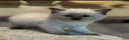 Ragdoll cats for sale: Cherubim Ragdoll - Advert 10