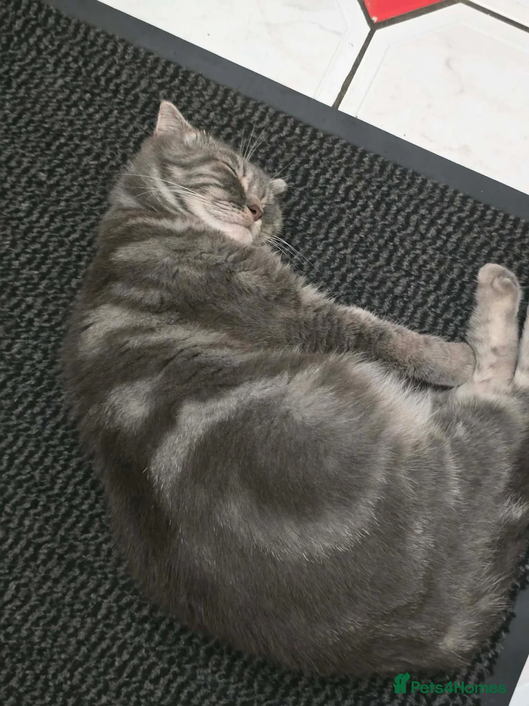 Mixed Breed cats for sale: Mum is a Scottish Fold. 🐱 in Wolverhampton - Advert 8