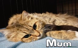 British Shorthair cats for sale: Golden BSH  - Image 12