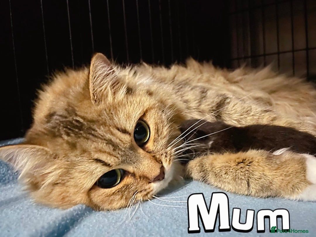 British Shorthair cats for sale: Golden BSH  - Image 12