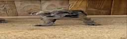 Cane Corso dogs for sale: A Wonderful Litter Of Cane Corso Puppies For Sale - Advert 8
