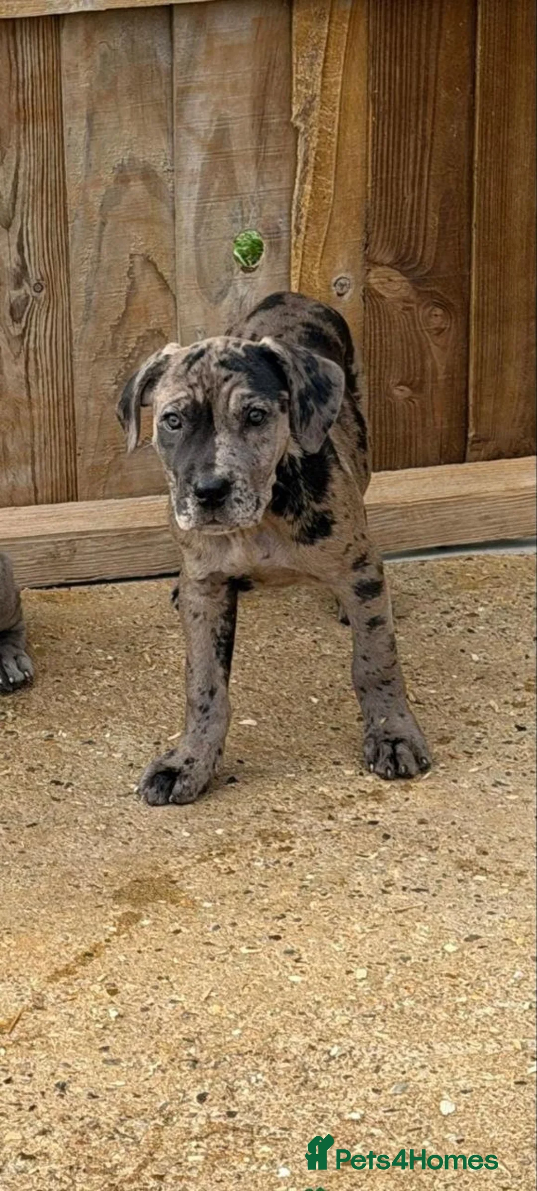 Cane Corso dogs for sale: A Wonderful Litter Of Cane Corso Puppies For Sale - Advert 8