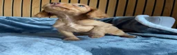 Cocker Spaniel dogs for sale: KC reg Working cockers - Outstanding pedigree - Advert 16